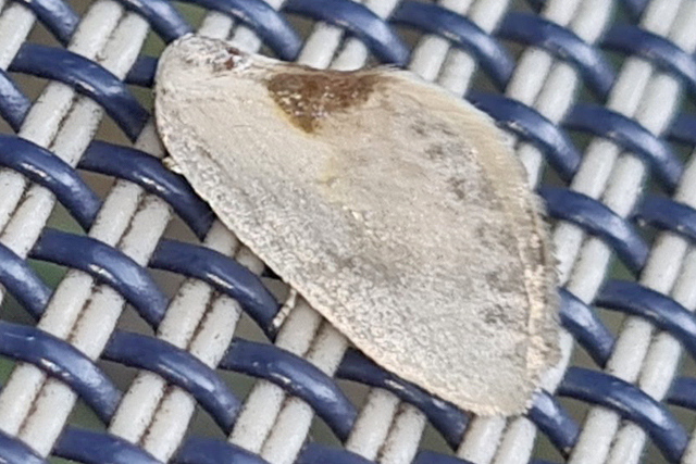 Witte Eenstaart